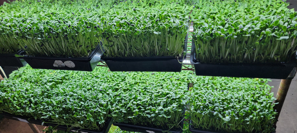 Trays of microgreens growing on farm racks