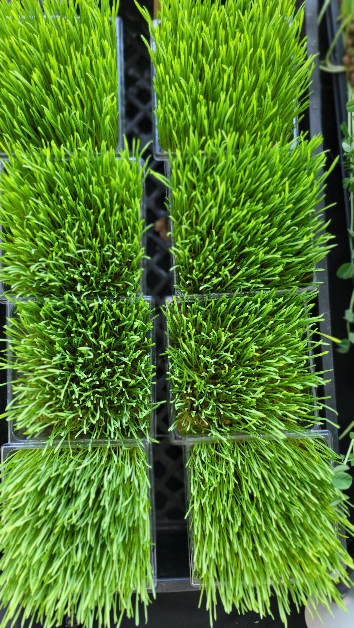 Wheat Grass