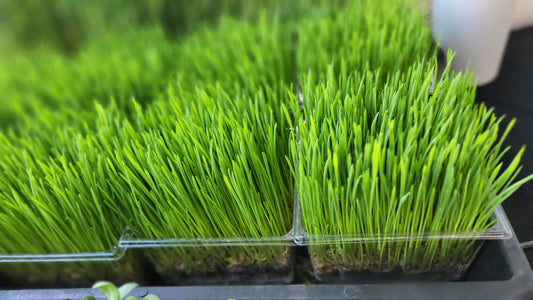 Wheat Grass