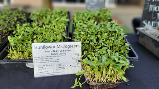 Sunflower Live Microgreens